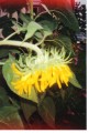 sunflower.jpg